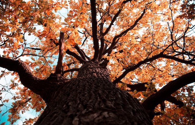 10 Great Street Trees for Urban Landscapes