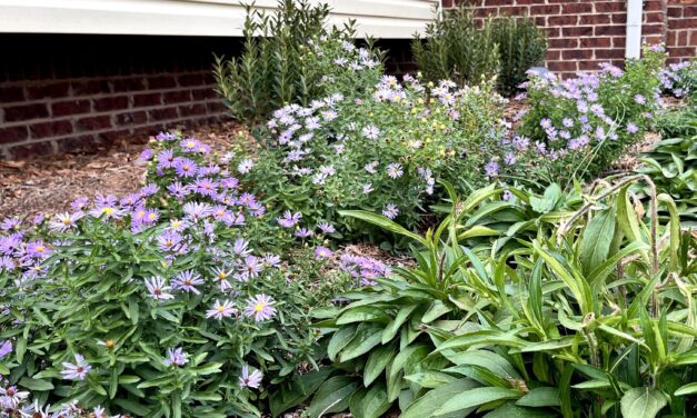 Enhance Your Home Landscape with Native Habitat Gardens