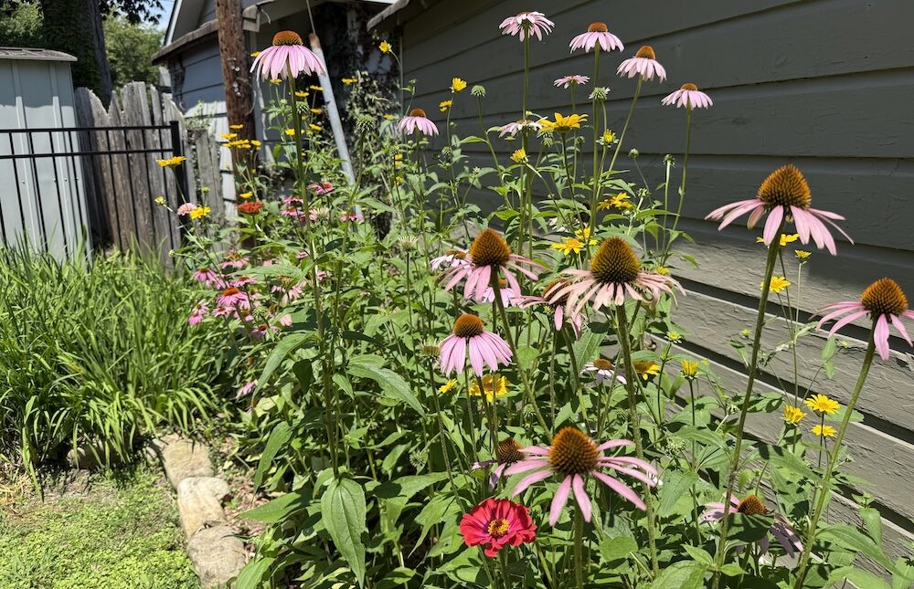 seed grown native wildflower pollinator and cutting garden in chattanooga tennessee