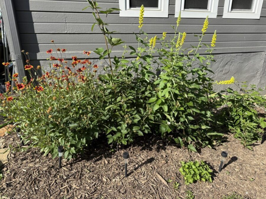 More flowers, less lawn