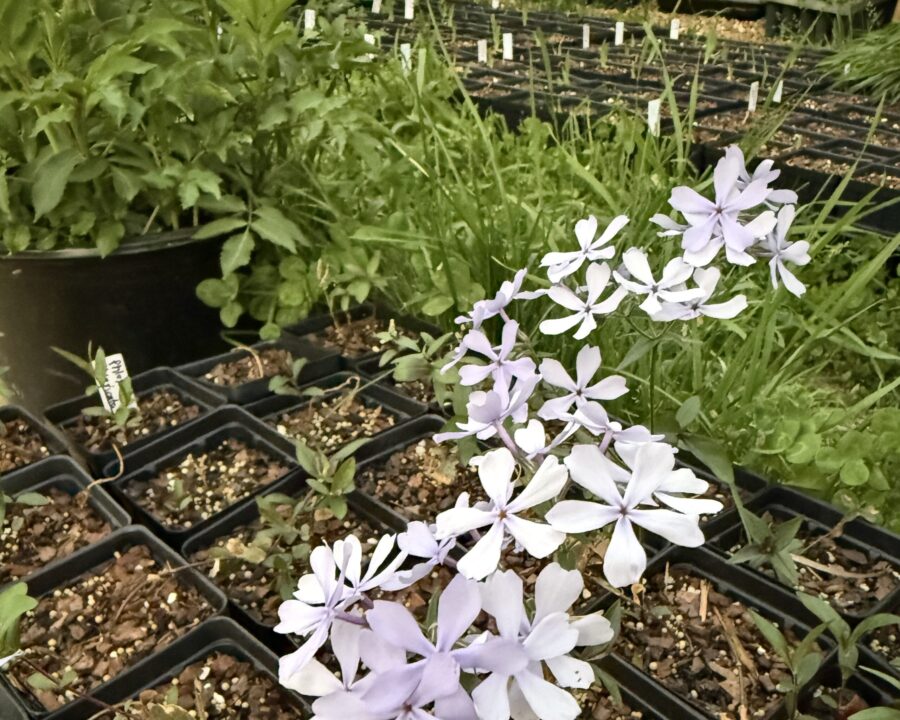 Phlox divaricata