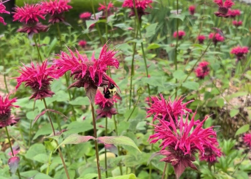 Bees on Bee Balm